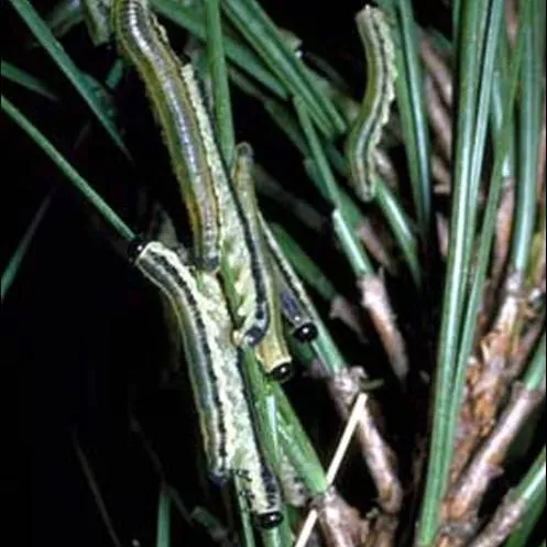 thumbnail for publication: Pine Sawflies, Neodiprion spp. (Insecta: Hymenoptera: Diprionidae)